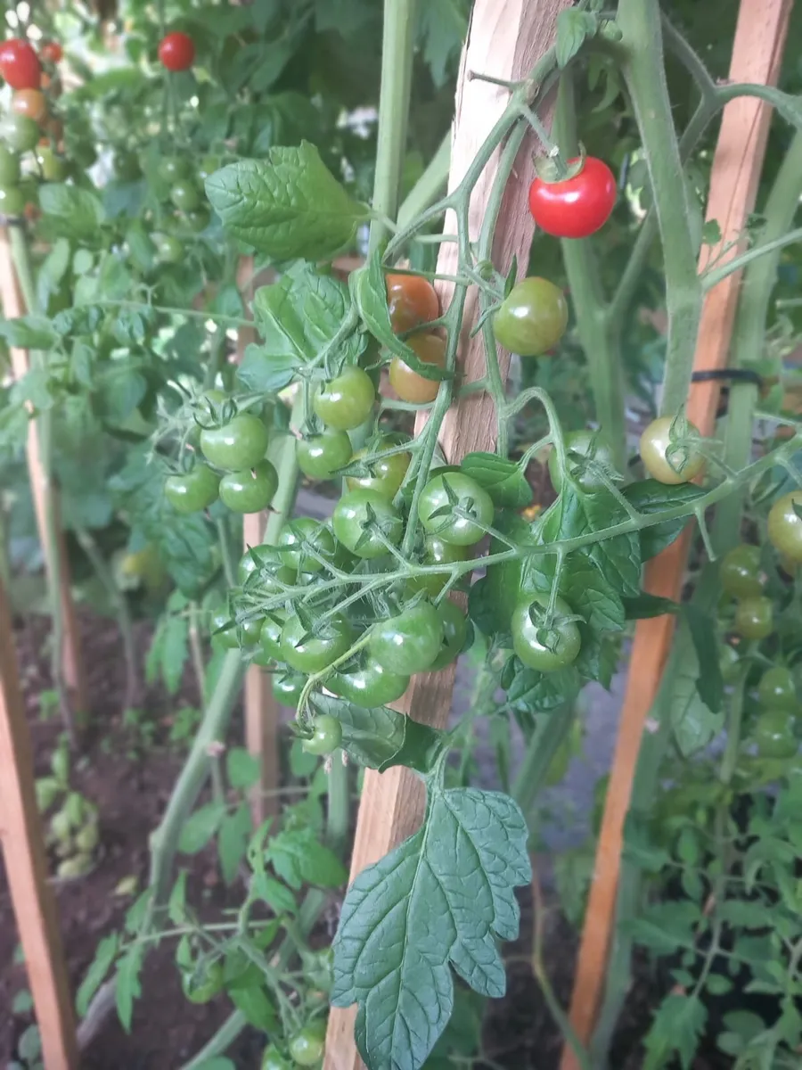 Plants - Image 1