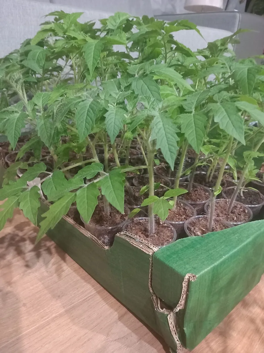 Plants - Image 3