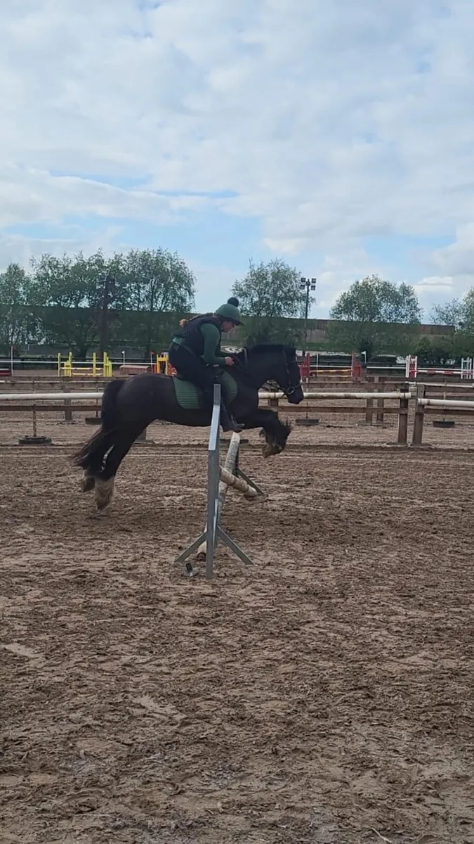cob gelding - Image 1