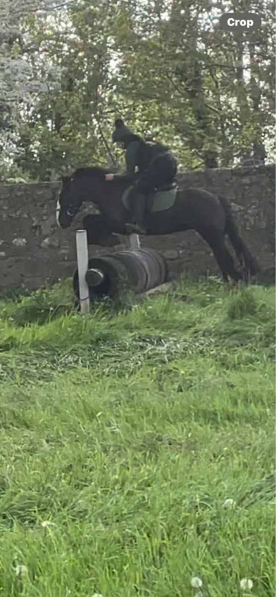 black and white cob - Image 4