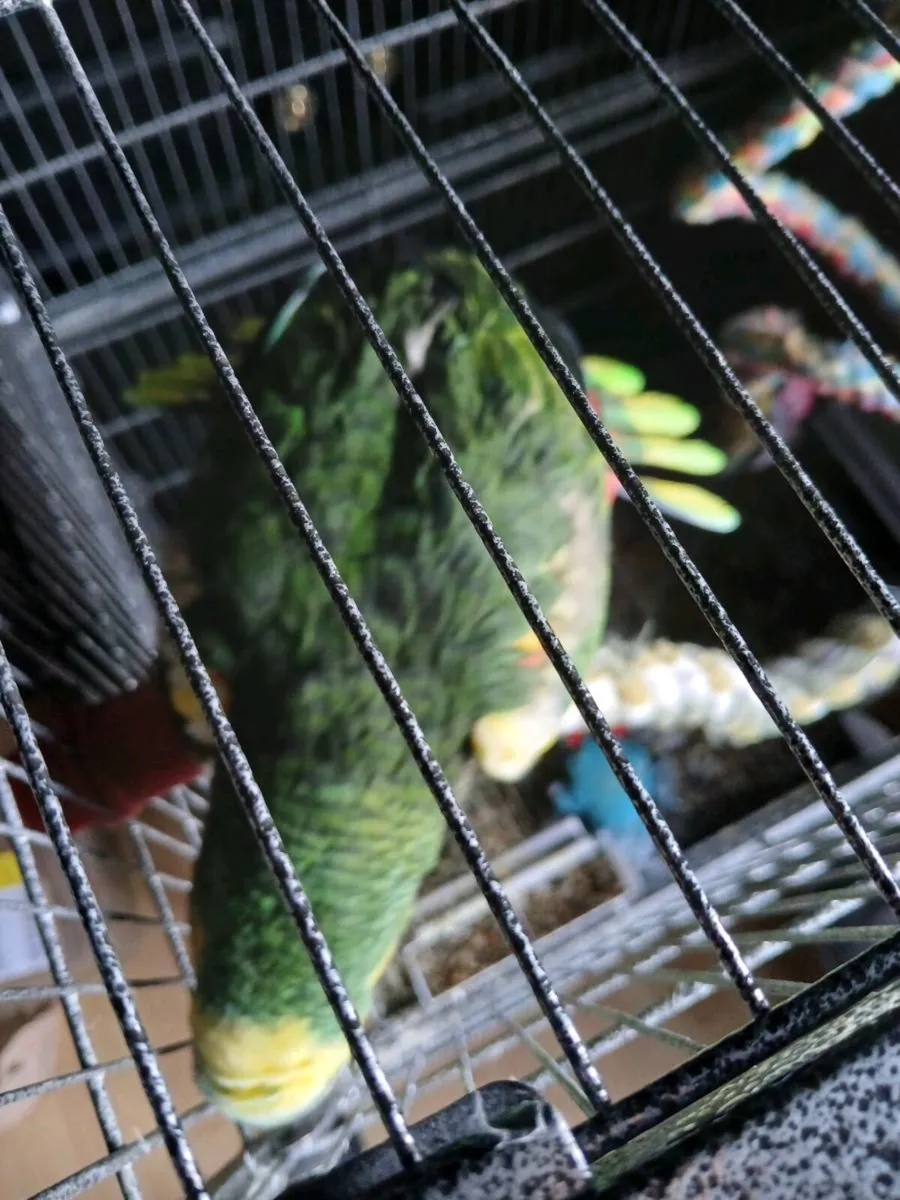 Amazon Meyers and Galahs - Image 2