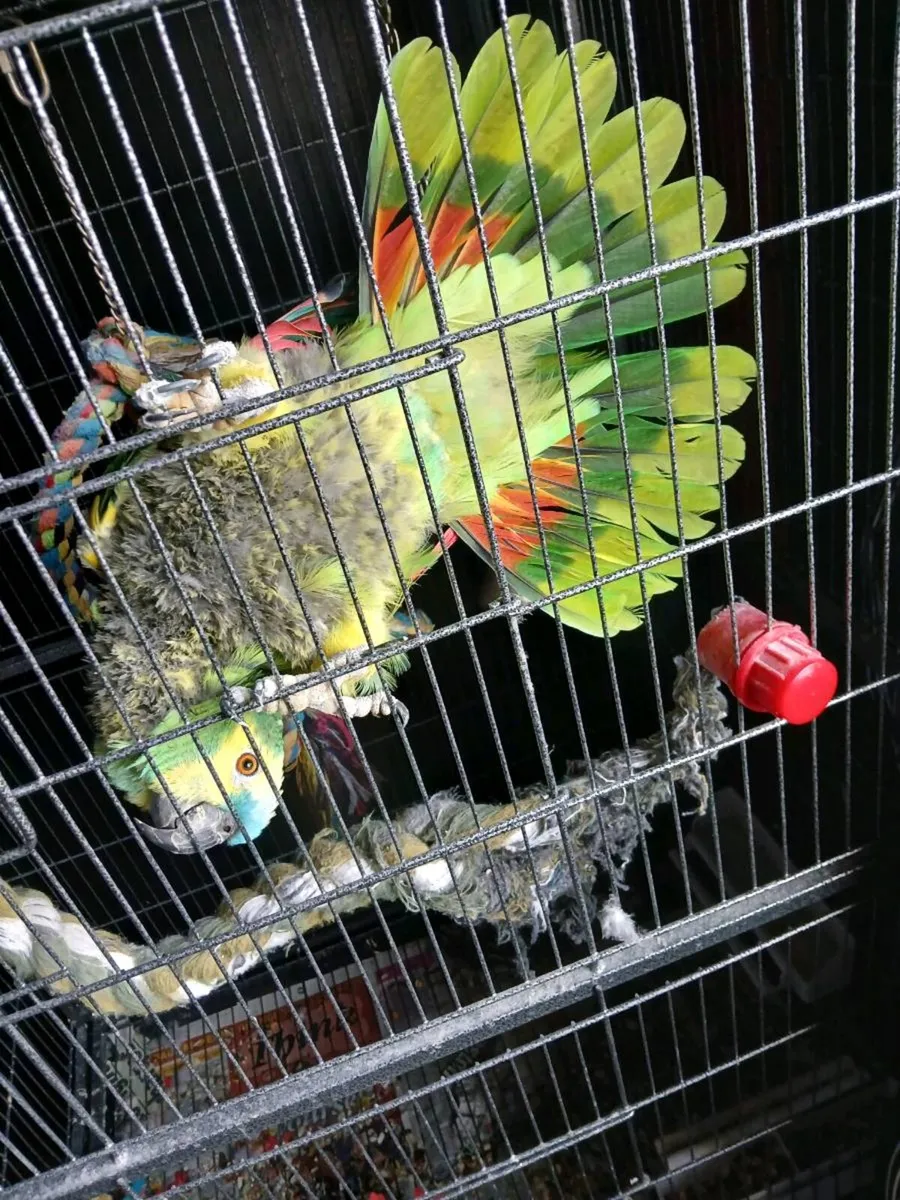 Amazon Meyers and Galahs - Image 3