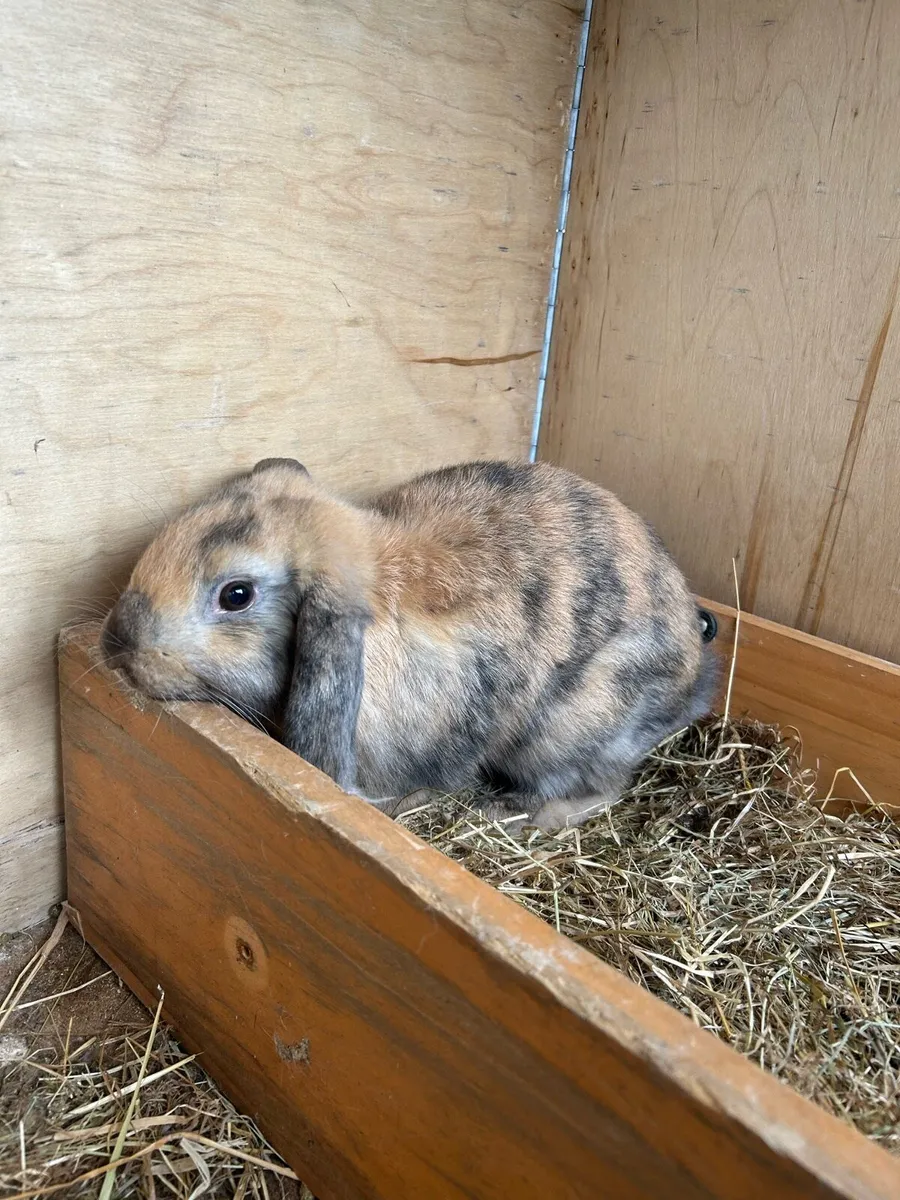 young rabbits - Image 2