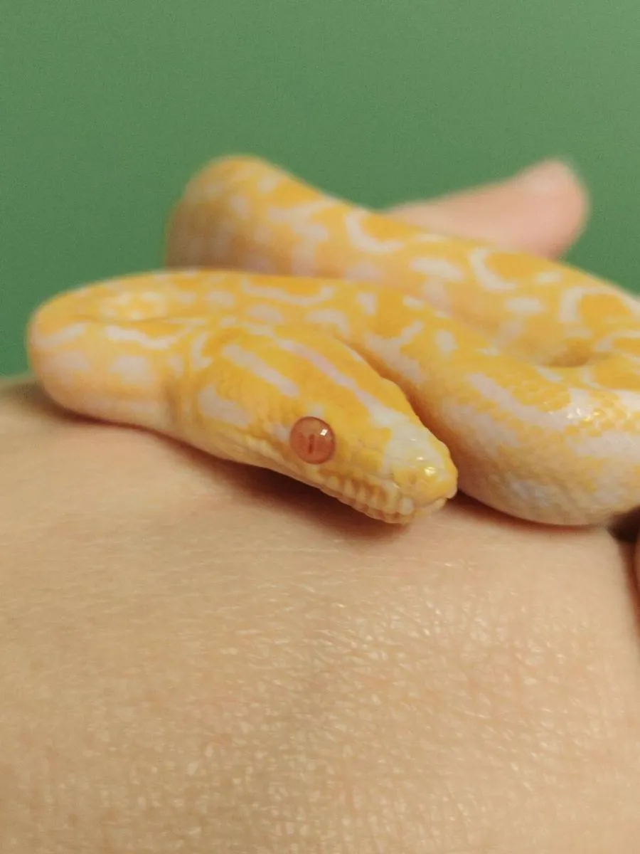 Colombian albino boa - Image 1