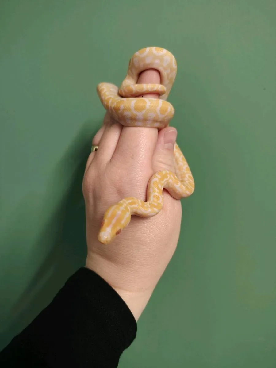 Colombian albino boa - Image 2