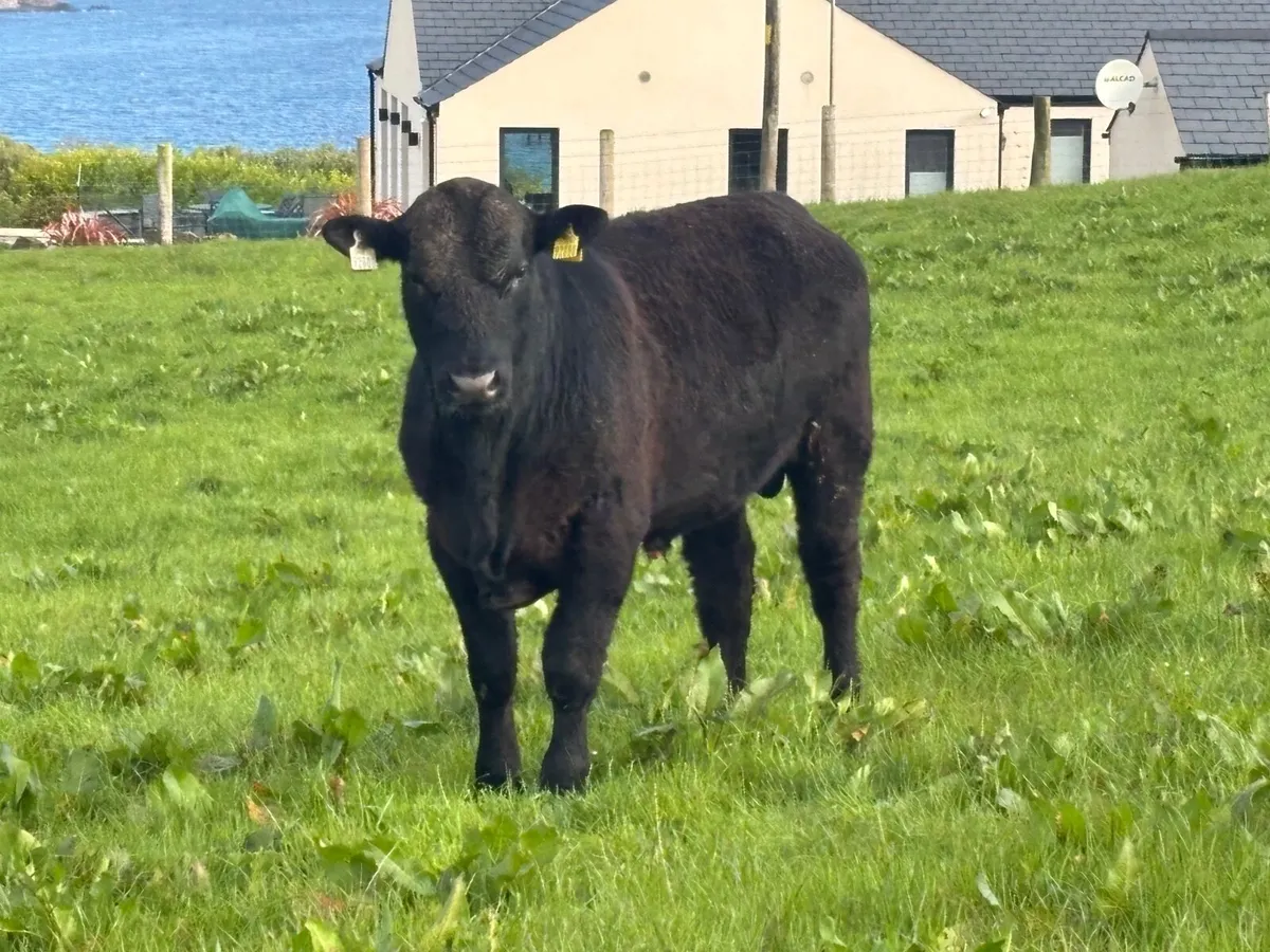 Angus Bulls - Image 3