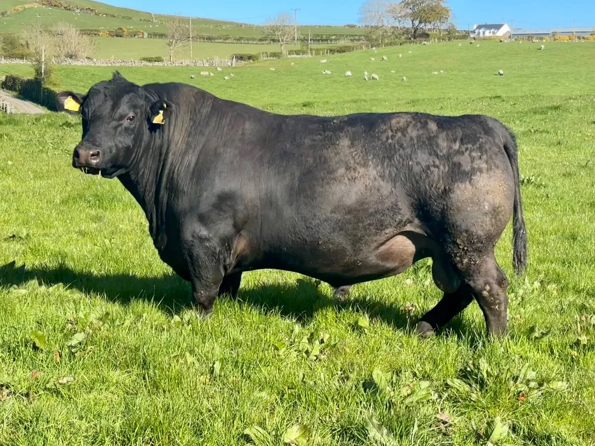 Angus Bulls - Image 1