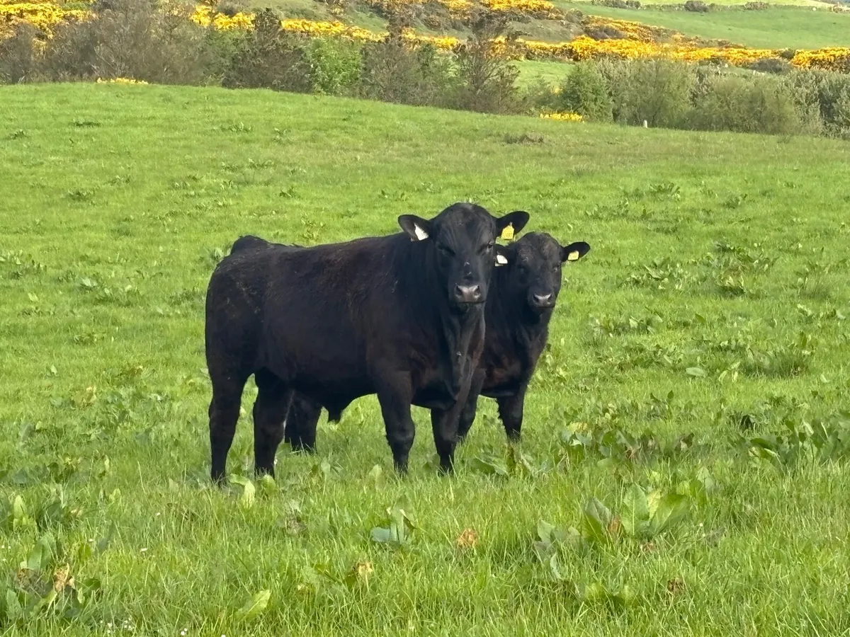 Angus Bulls - Image 4