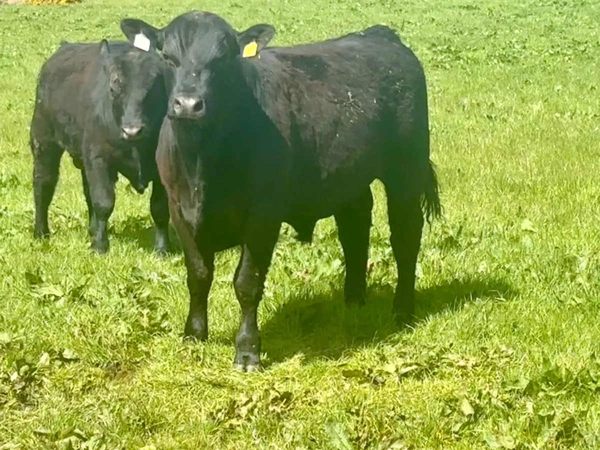 Angus Bulls - Image 2