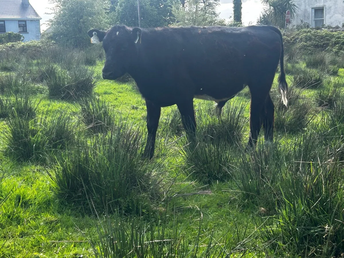 3 aberdeen angus 1 year old bullocks - Image 3