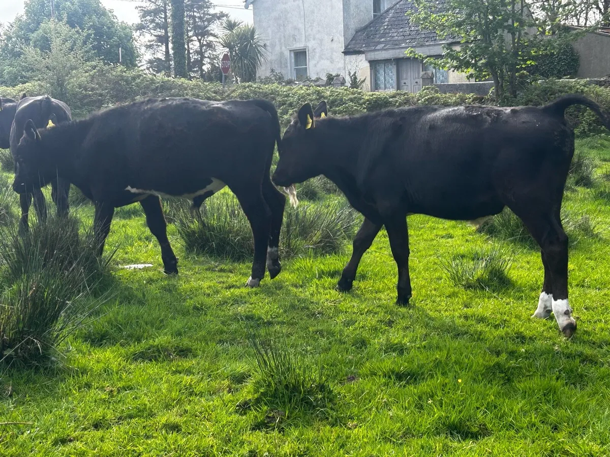 3 aberdeen angus 1 year old bullocks - Image 2