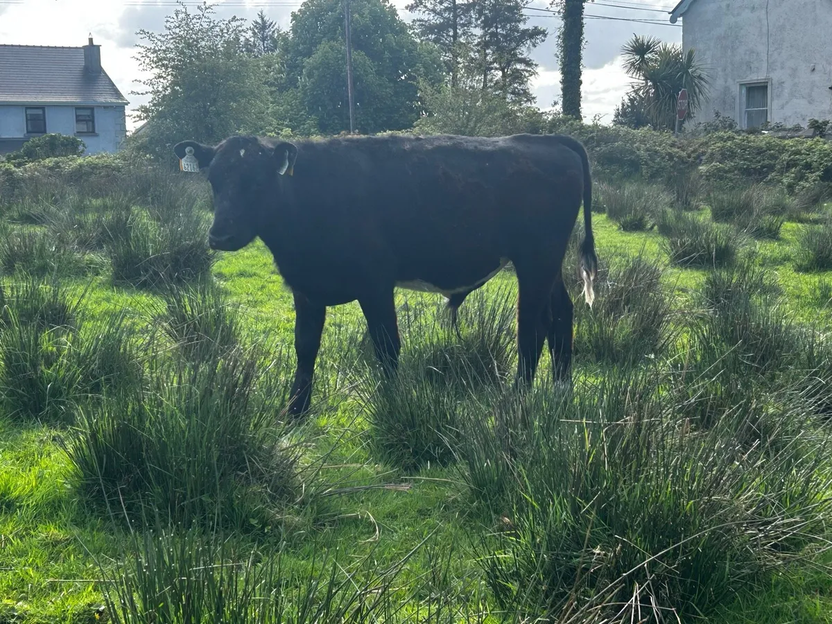 3 aberdeen angus 1 year old bullocks - Image 1