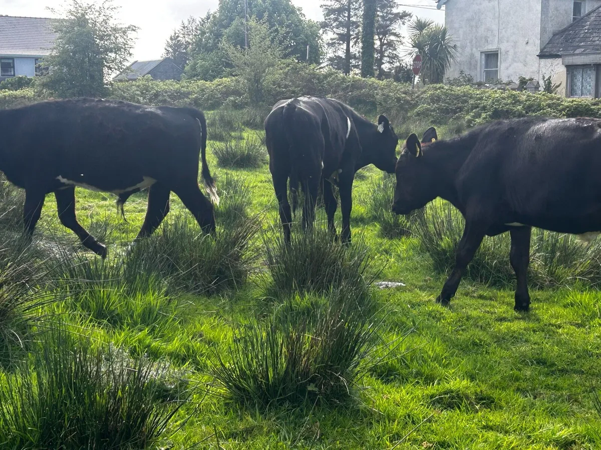 3 aberdeen angus 1 year old bullocks - Image 4