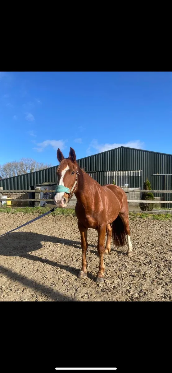 Chestnut mare - Image 1