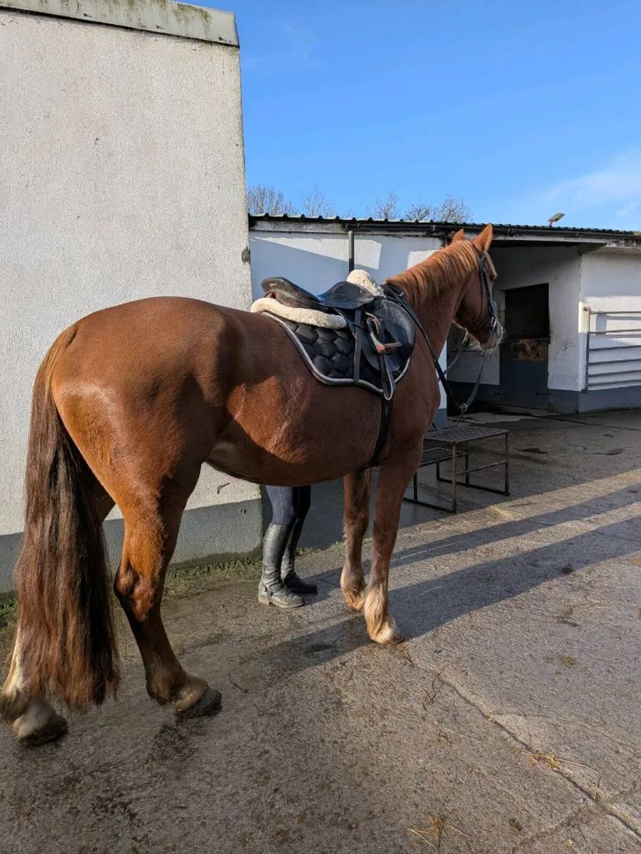 Chestnut mare - Image 3