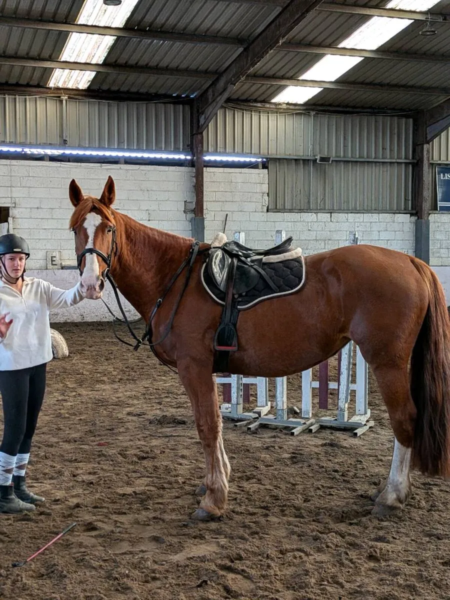 Chestnut mare - Image 2