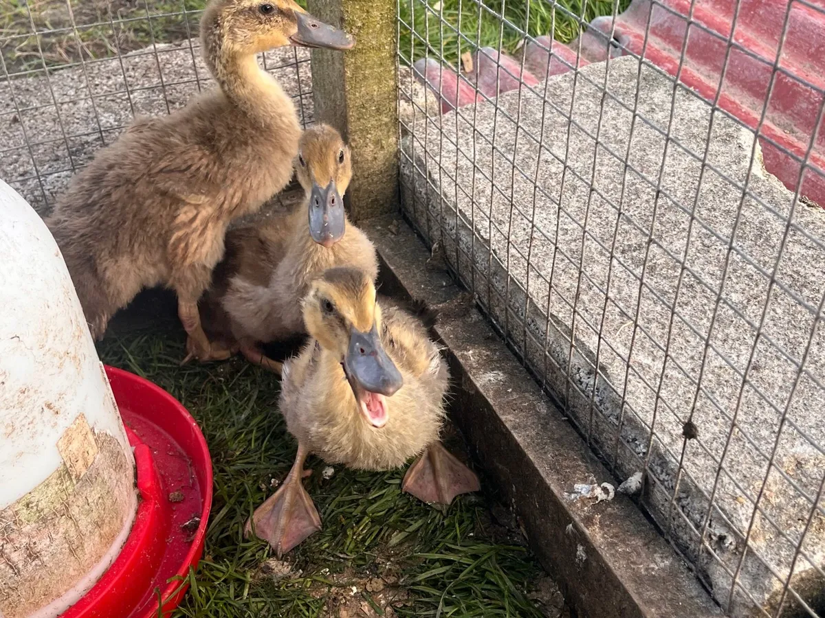 DUCK EGGS FOR SALE - Image 3