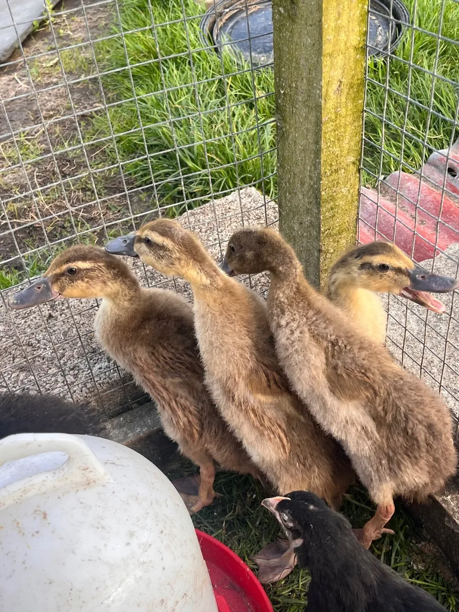 DUCK EGGS FOR SALE - Image 4