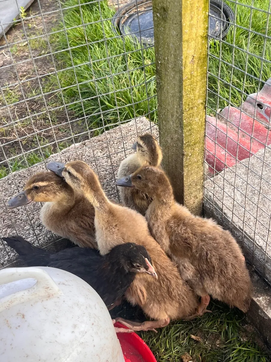 Ducklings  FOR SALE - Image 3