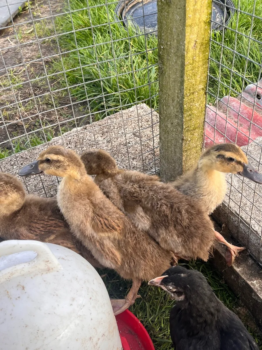 Ducklings  FOR SALE - Image 4