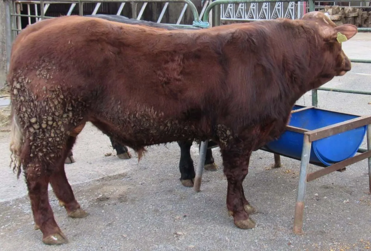 2 Hybrid BB Bulls out of SA Cows - Image 1