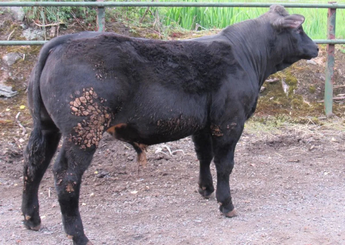 2 Hybrid BB Bulls out of SA Cows - Image 2