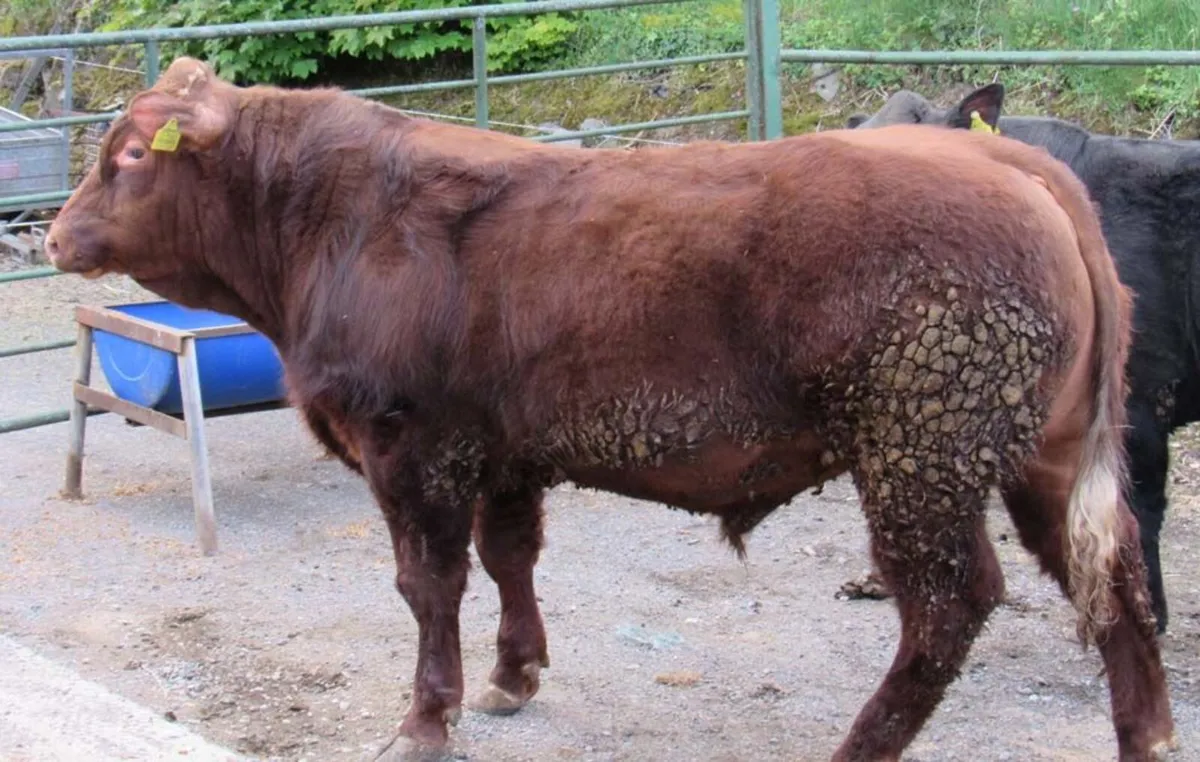 2 Hybrid BB Bulls out of SA Cows - Image 3