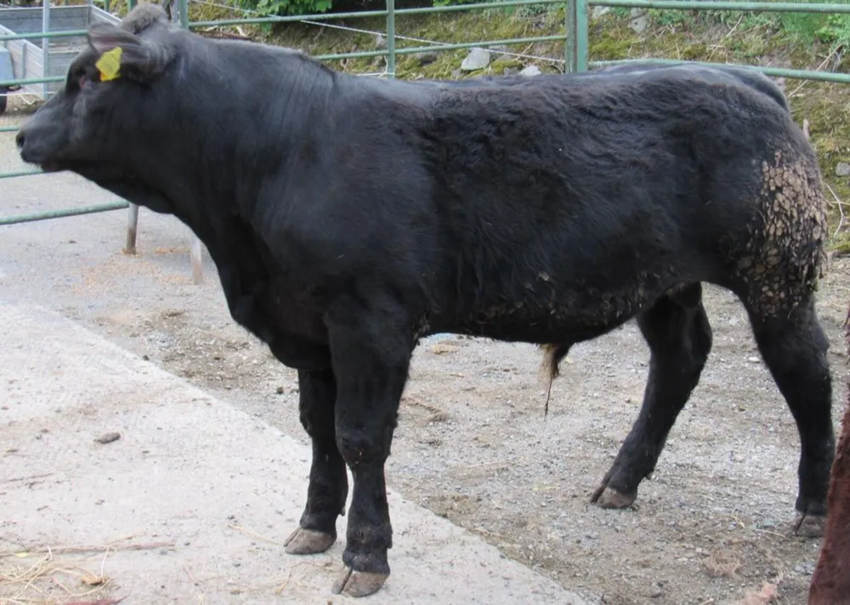 2 Hybrid BB Bulls out of SA Cows - Image 4