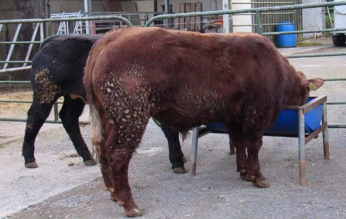 Hybrid BB Bull out of SA Cow - Image 1