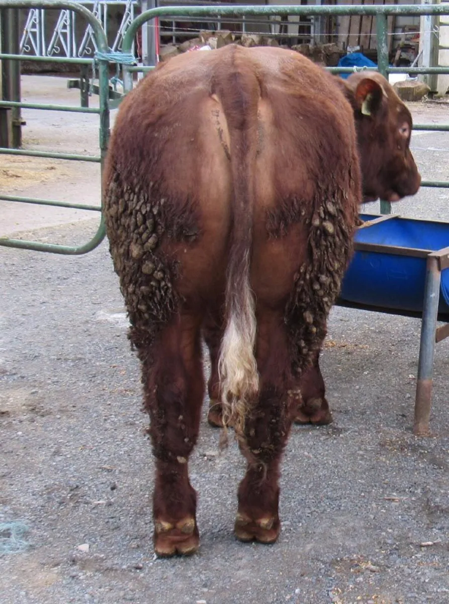 Hybrid BB Bull out of SA Cow - Image 4