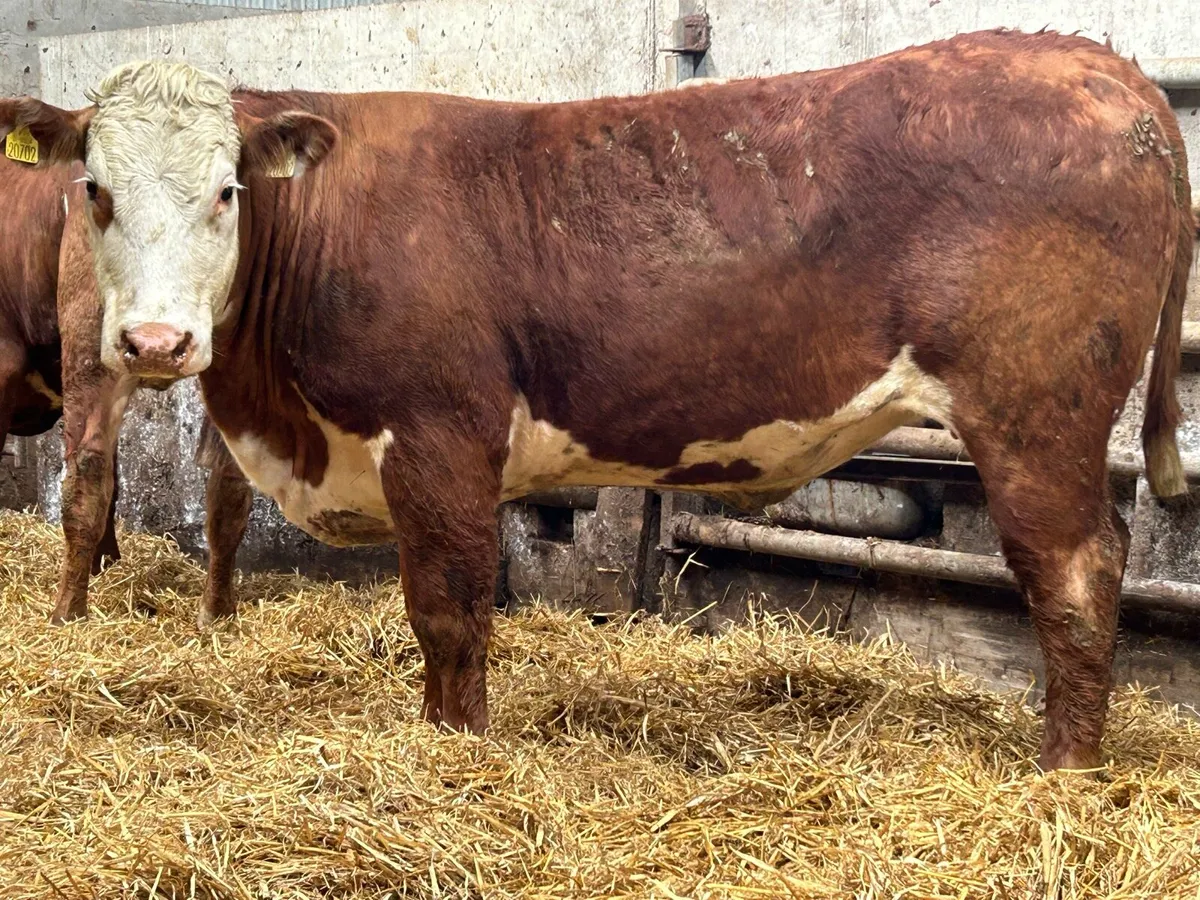 3 super august calving incalf heifers - Image 2