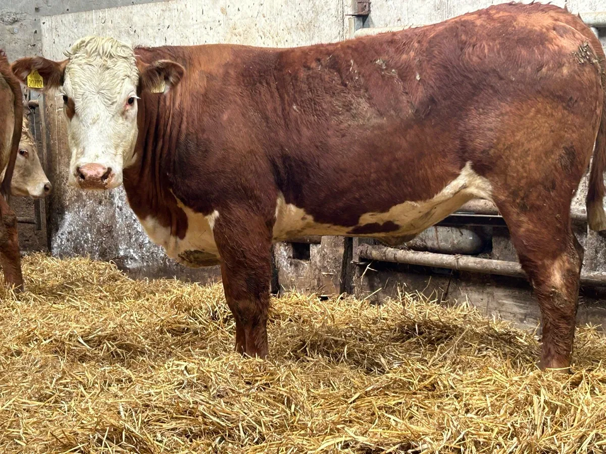 3 super august calving incalf heifers - Image 3