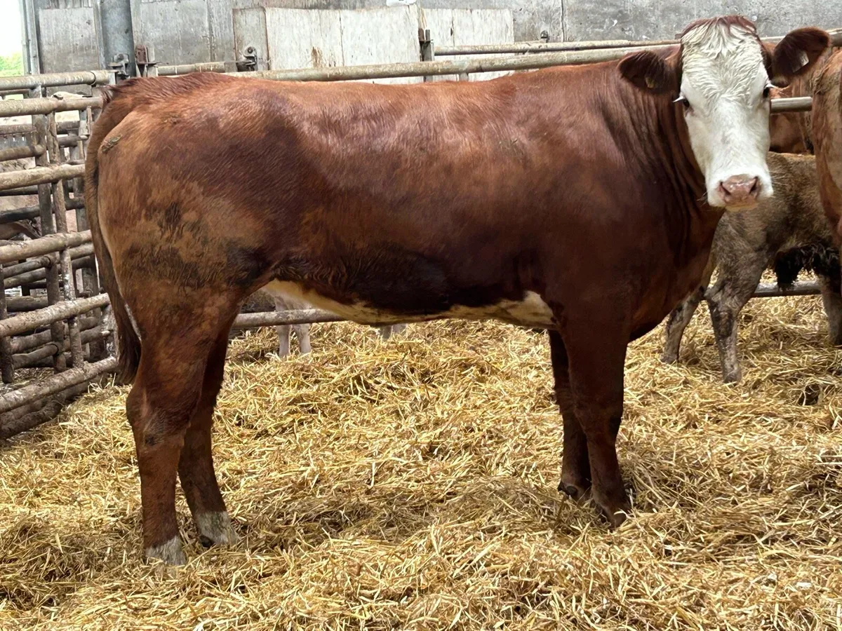 3 super august calving incalf heifers - Image 4