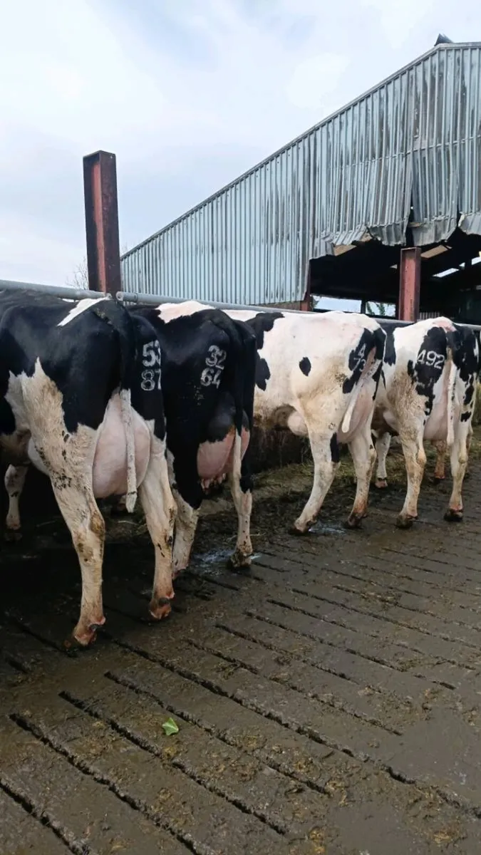 Gortalea mart Dairy sale 6TH MAY - Image 1