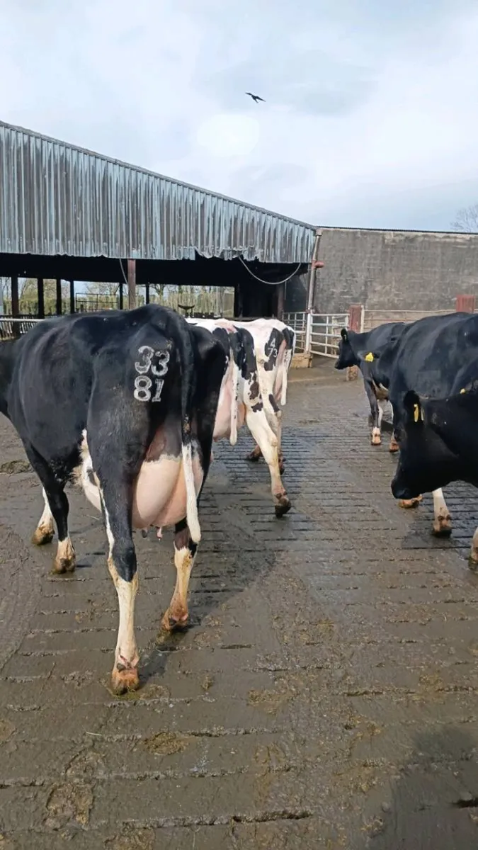 Gortalea mart Dairy sale 6TH MAY - Image 2