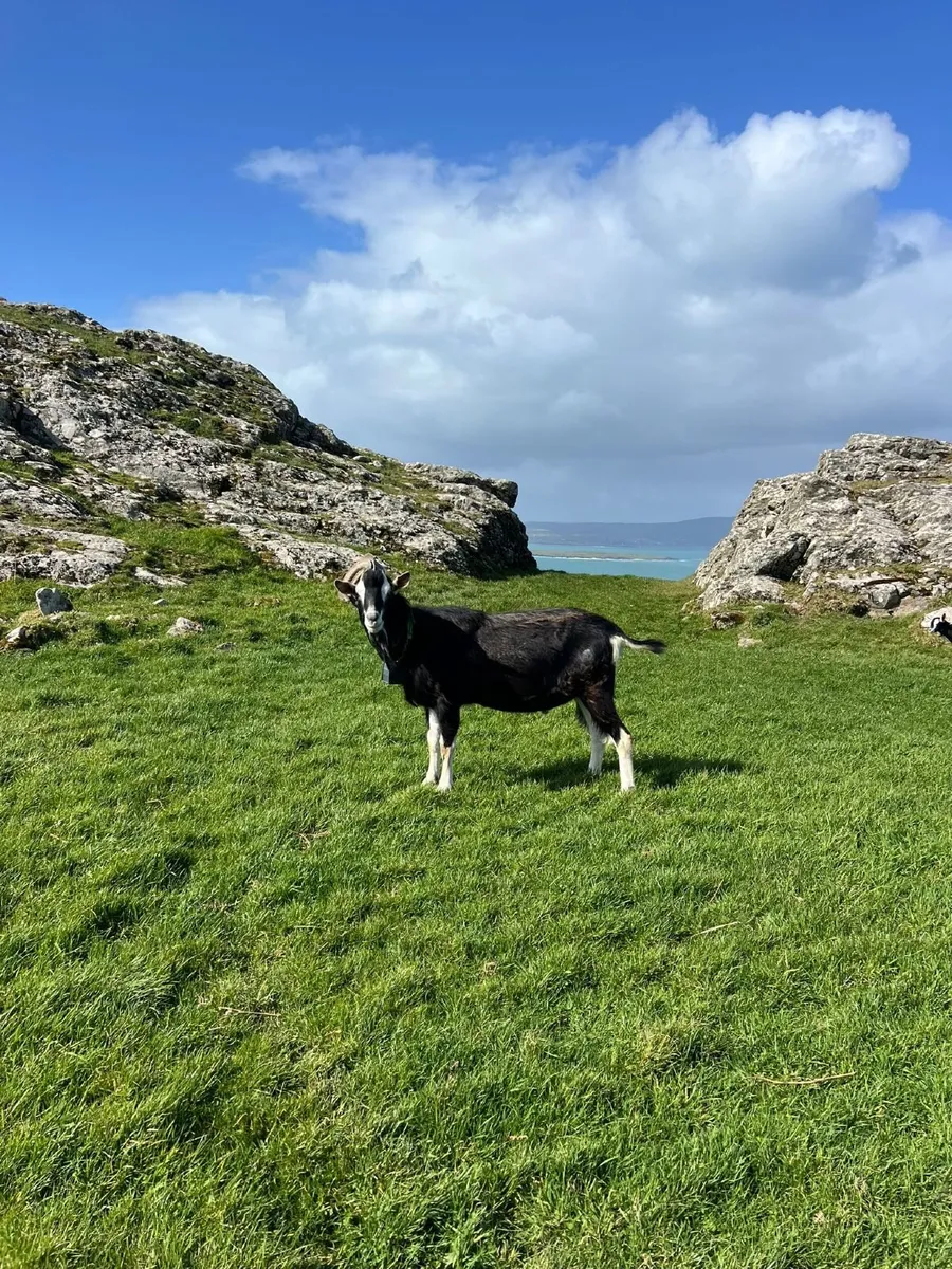 Male goat - Image 1