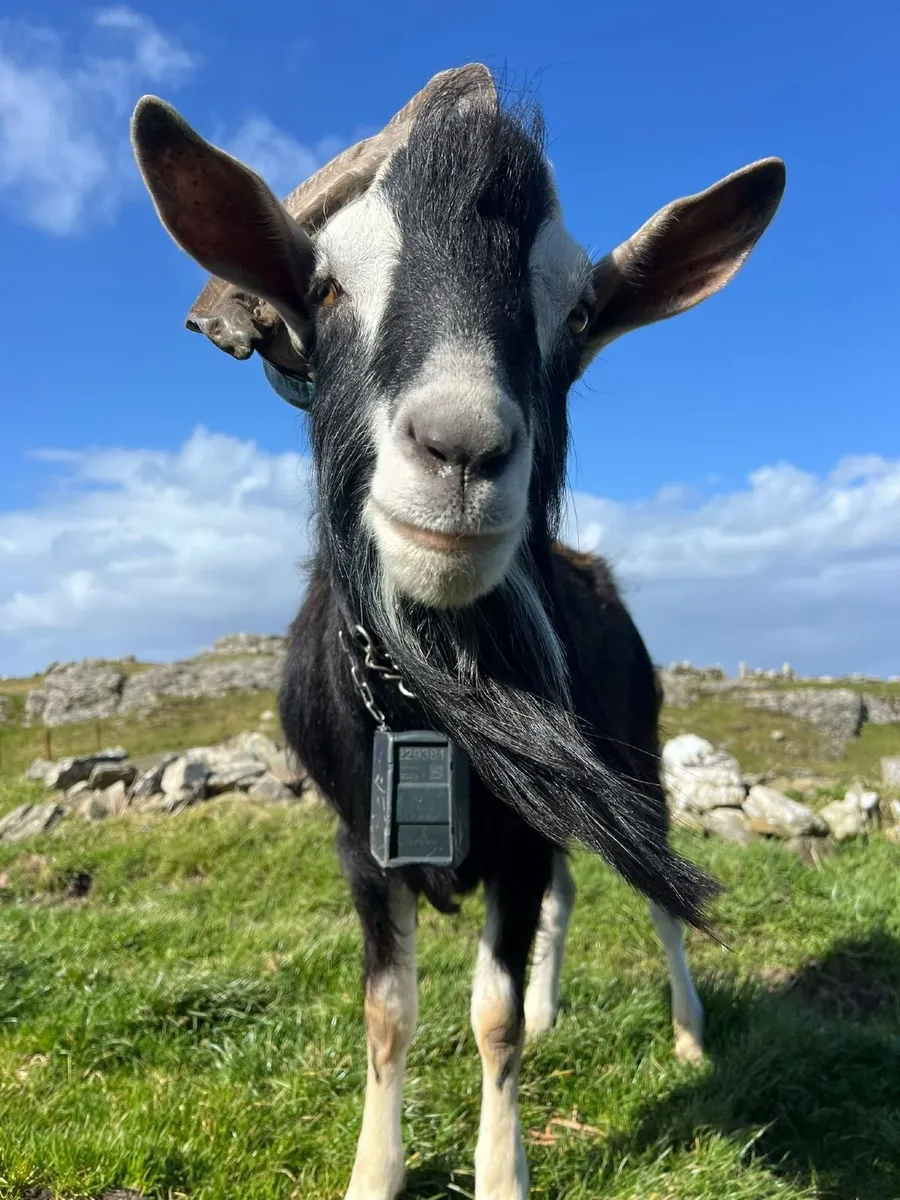 Male goat - Image 2