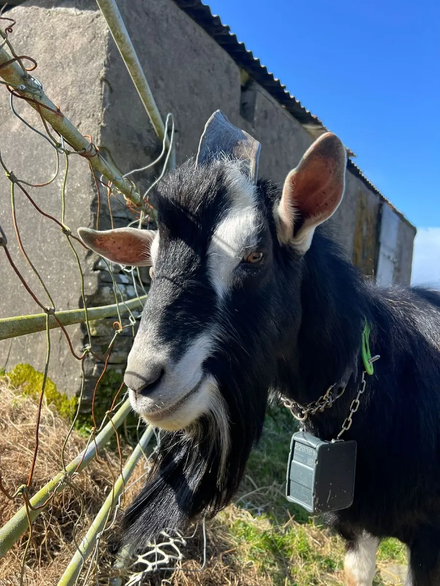 Male goat - Image 3
