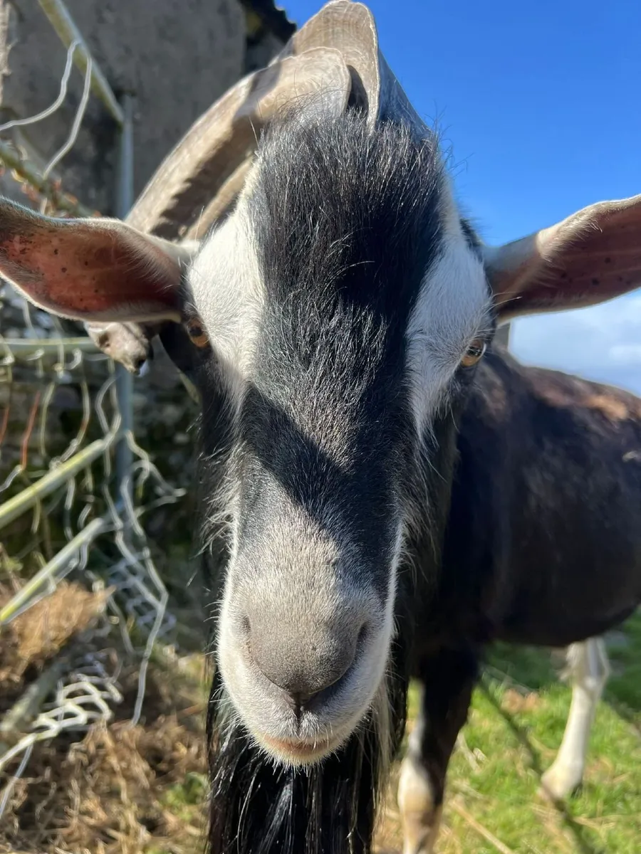 Male goat - Image 4