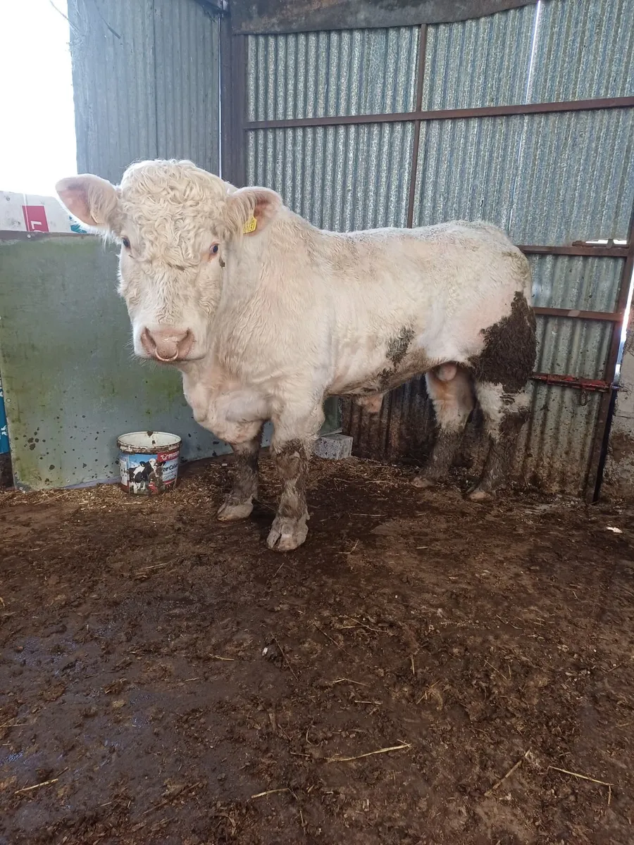 BULL FOR HIRE, - Image 1