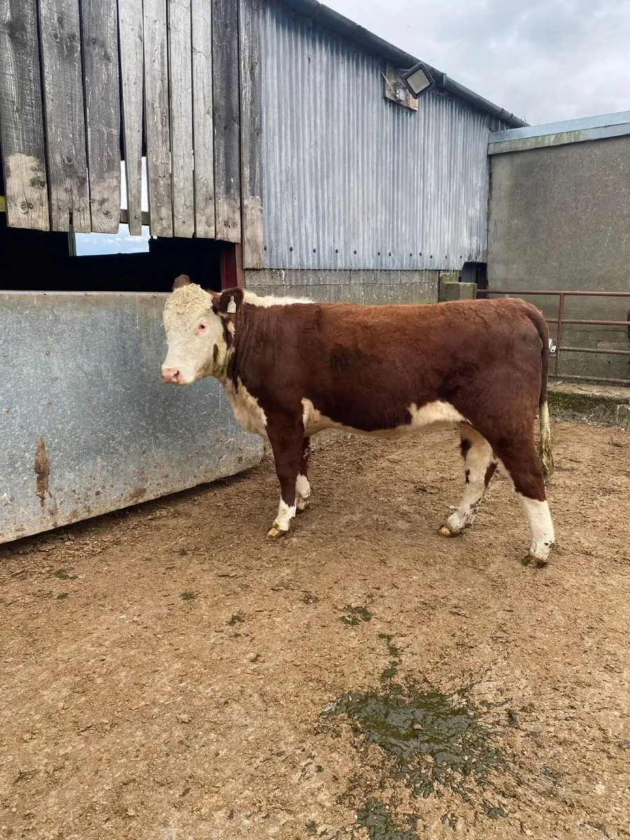 Pedigree Hereford Heifers for sale - Image 4
