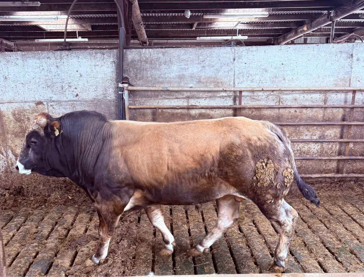 Garfield Parthenaise Bulls - Image 2