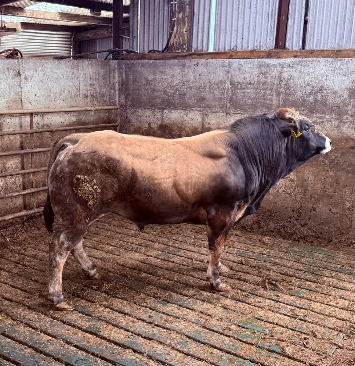 Garfield Parthenaise Bulls - Image 1