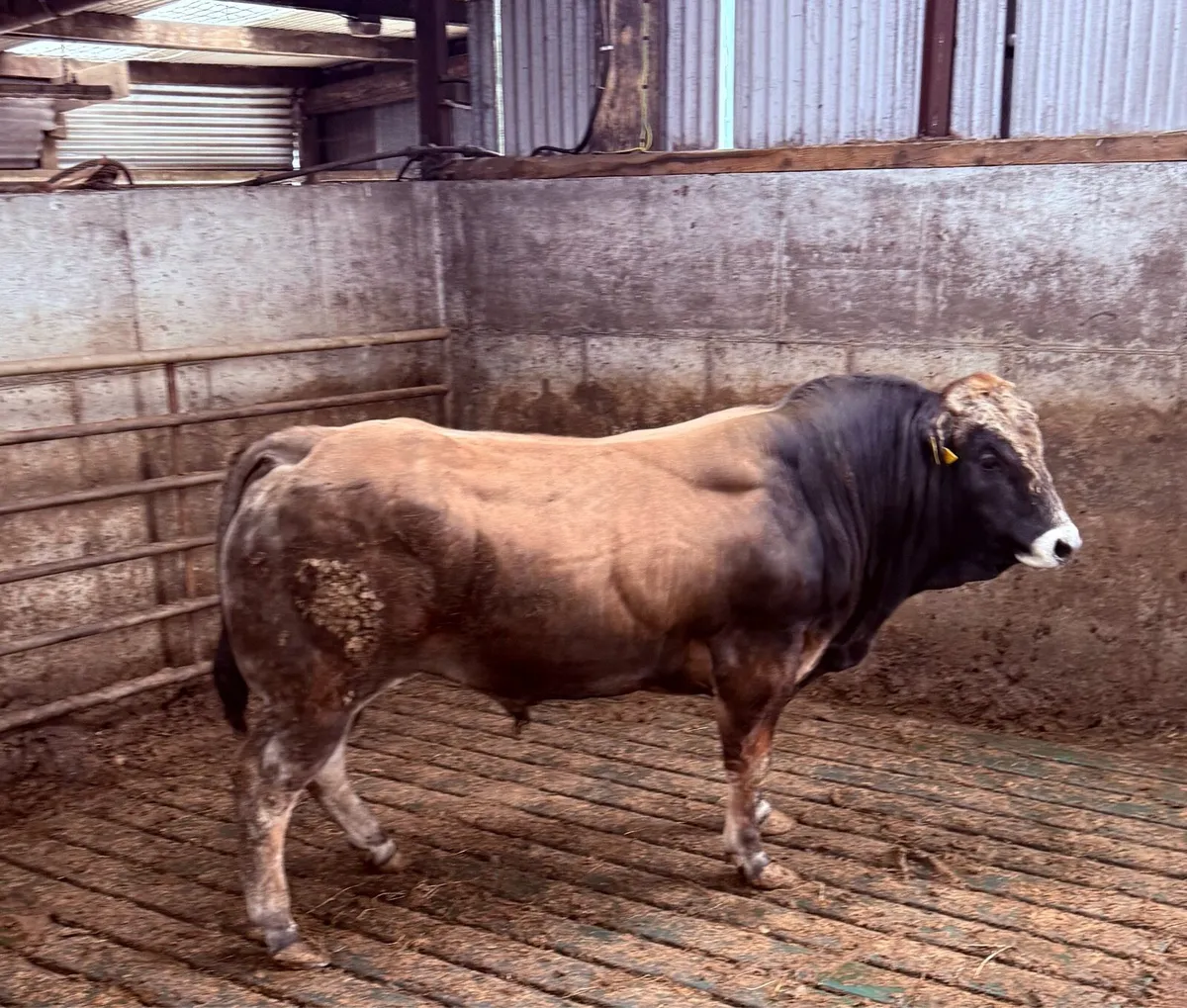 Garfield Parthenaise Bulls - Image 3