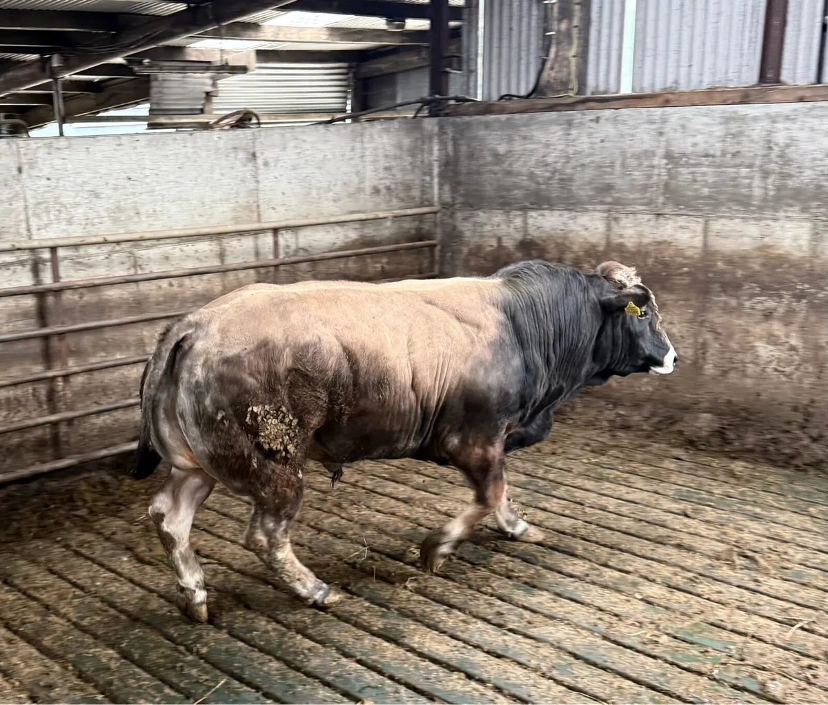 Garfield Parthenaise Bulls - Image 4