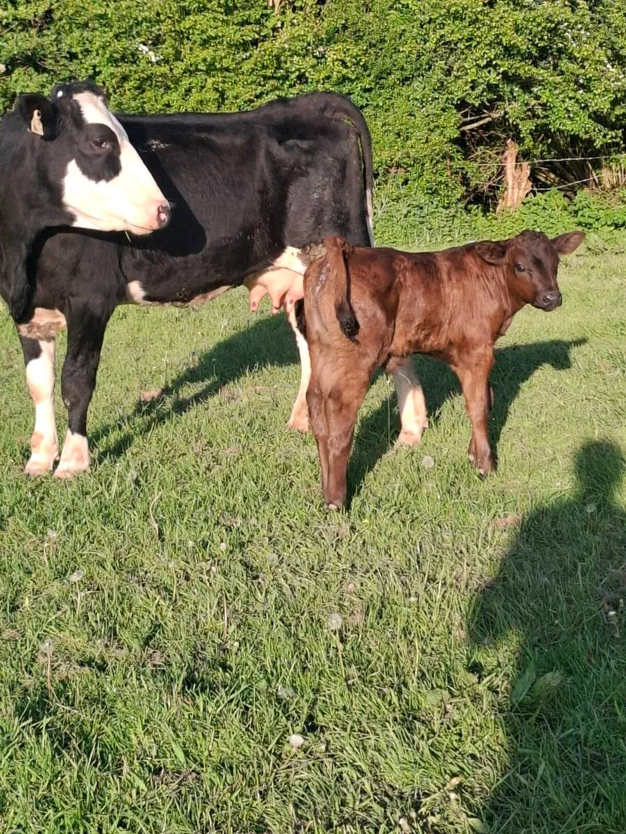 2 freshly calved 2nd calvers limousine calves - Image 1