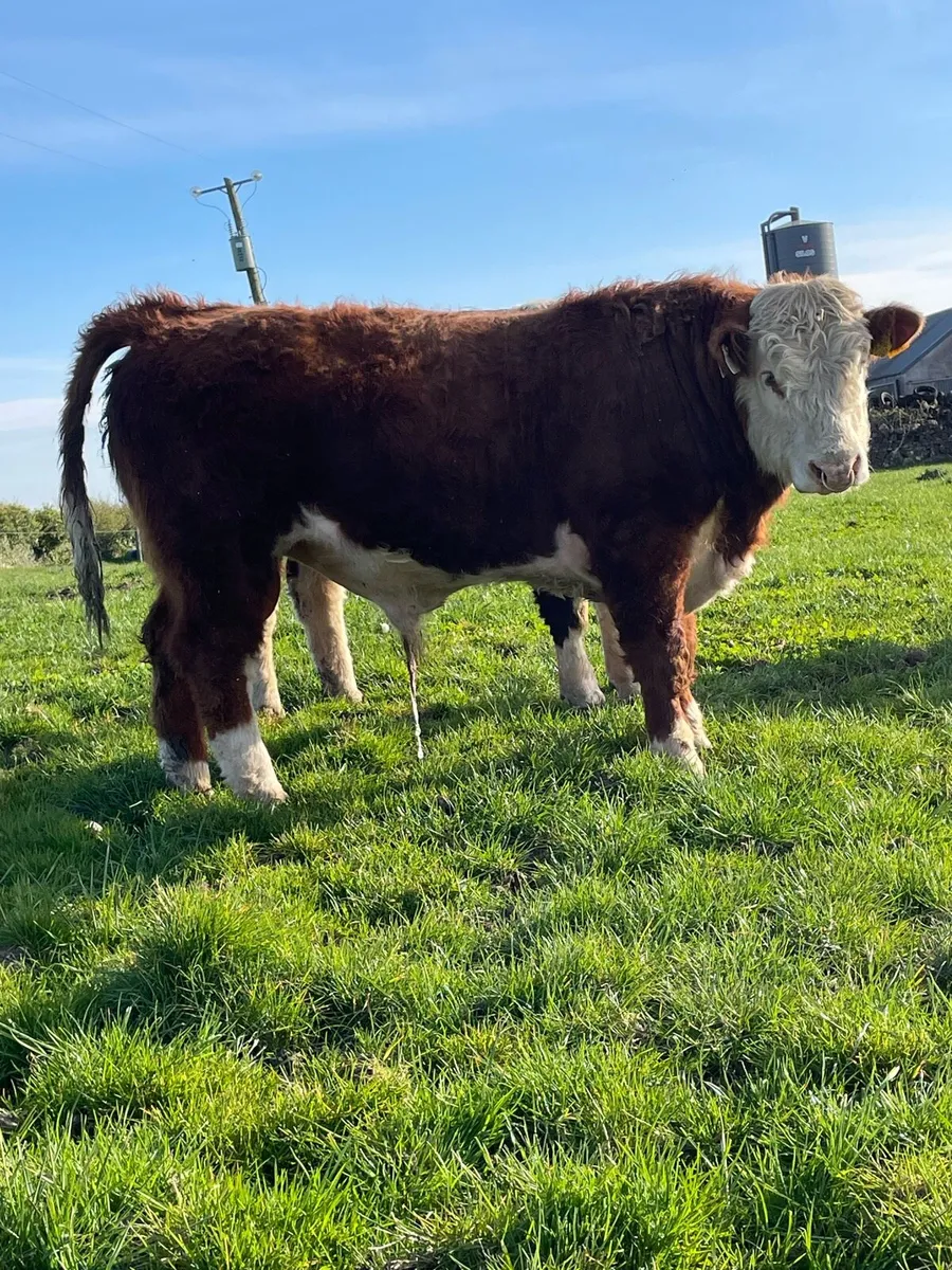 Hereford bulls - Image 2