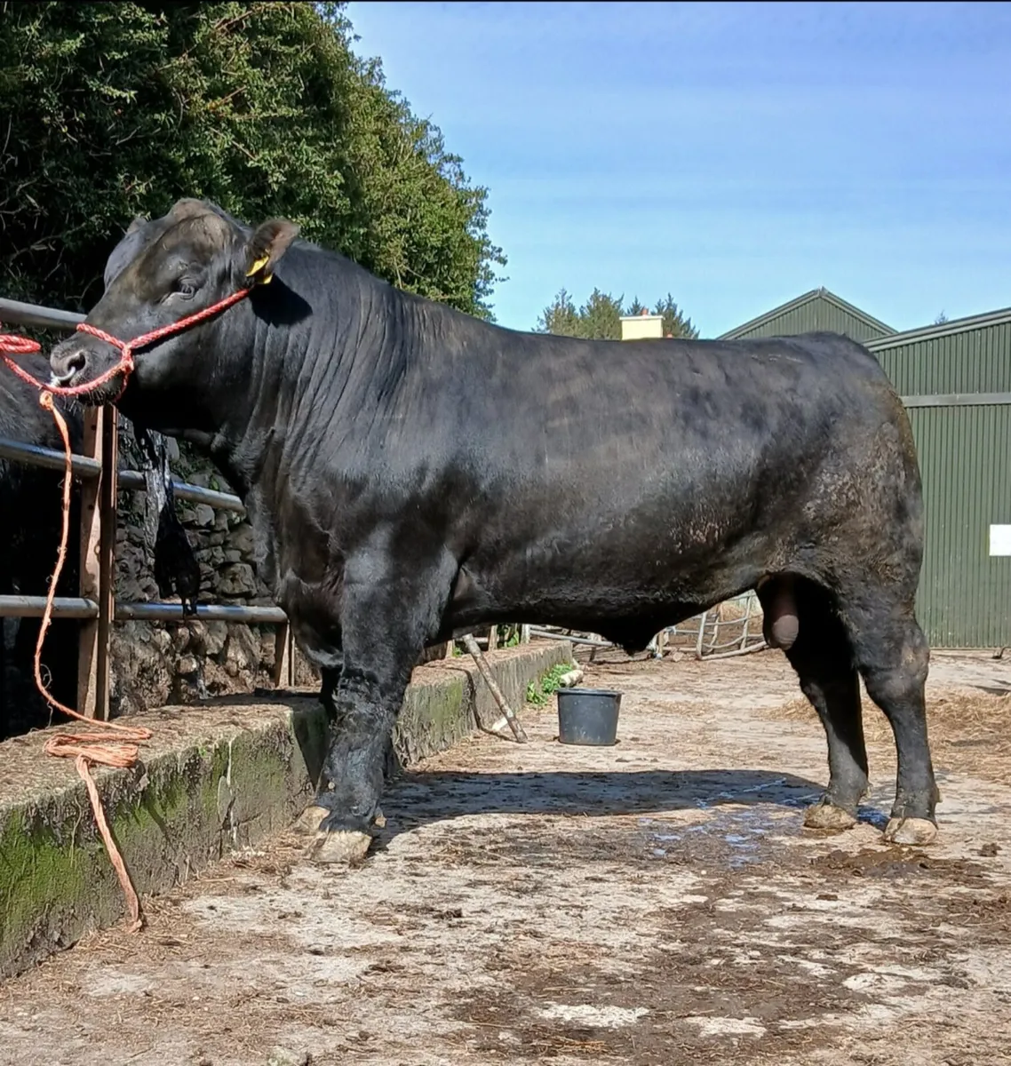 Pedigree Angus and Hereford Bulls - Image 1