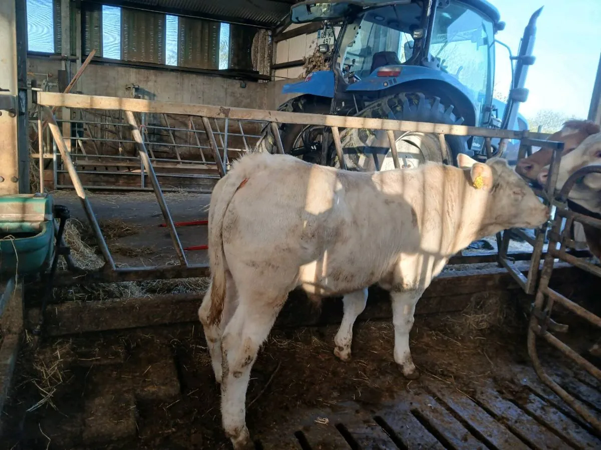 CH BULL WEANLING - Image 2