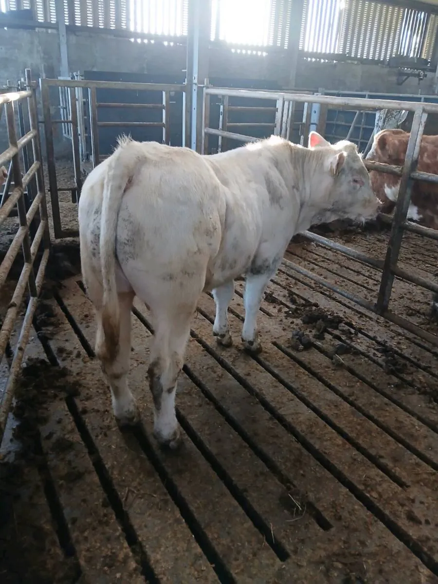 CH BULL WEANLING - Image 1